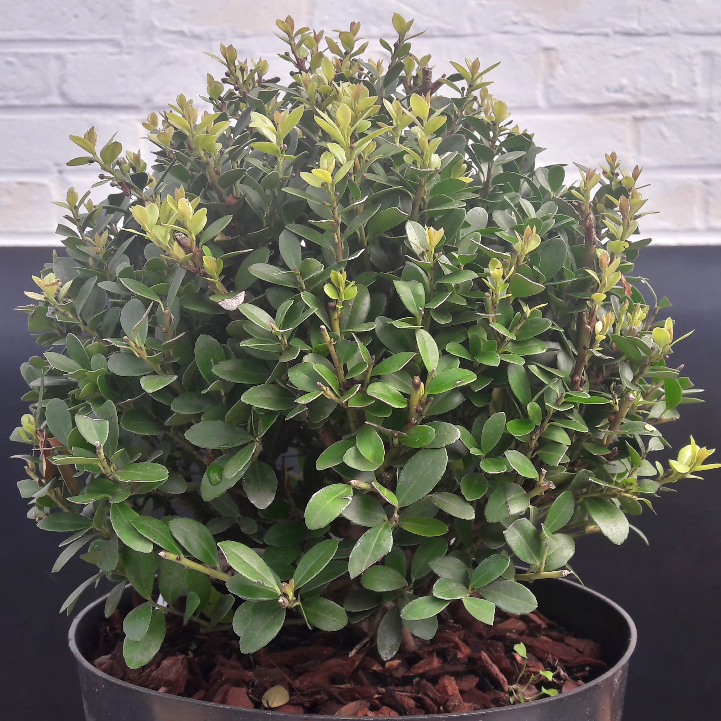 Ilex crenata ‘Dark Green’