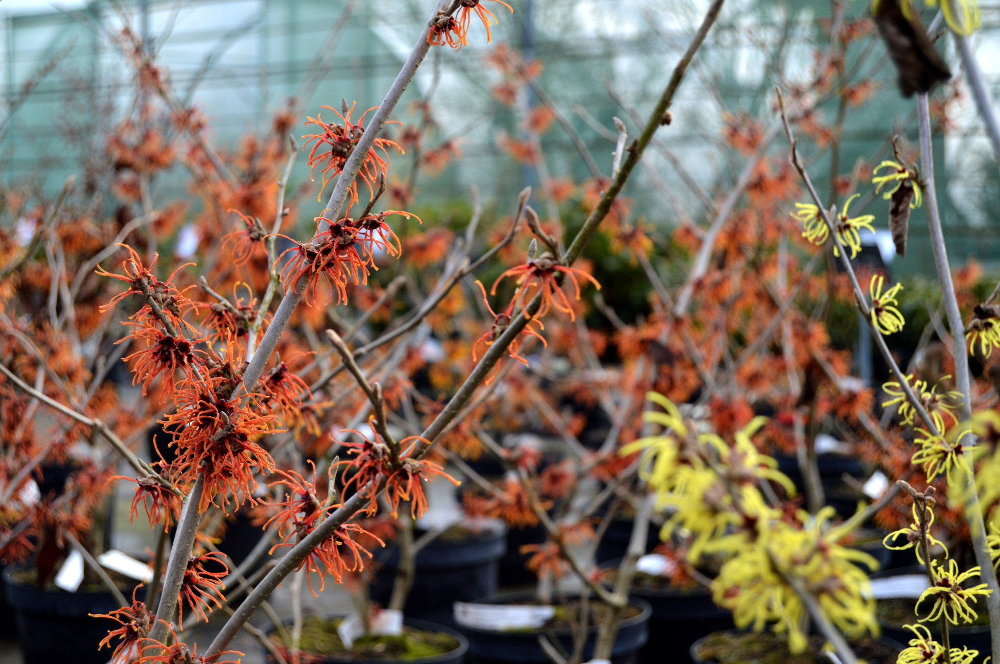 Hamamelis x intermedia 'Jelena'