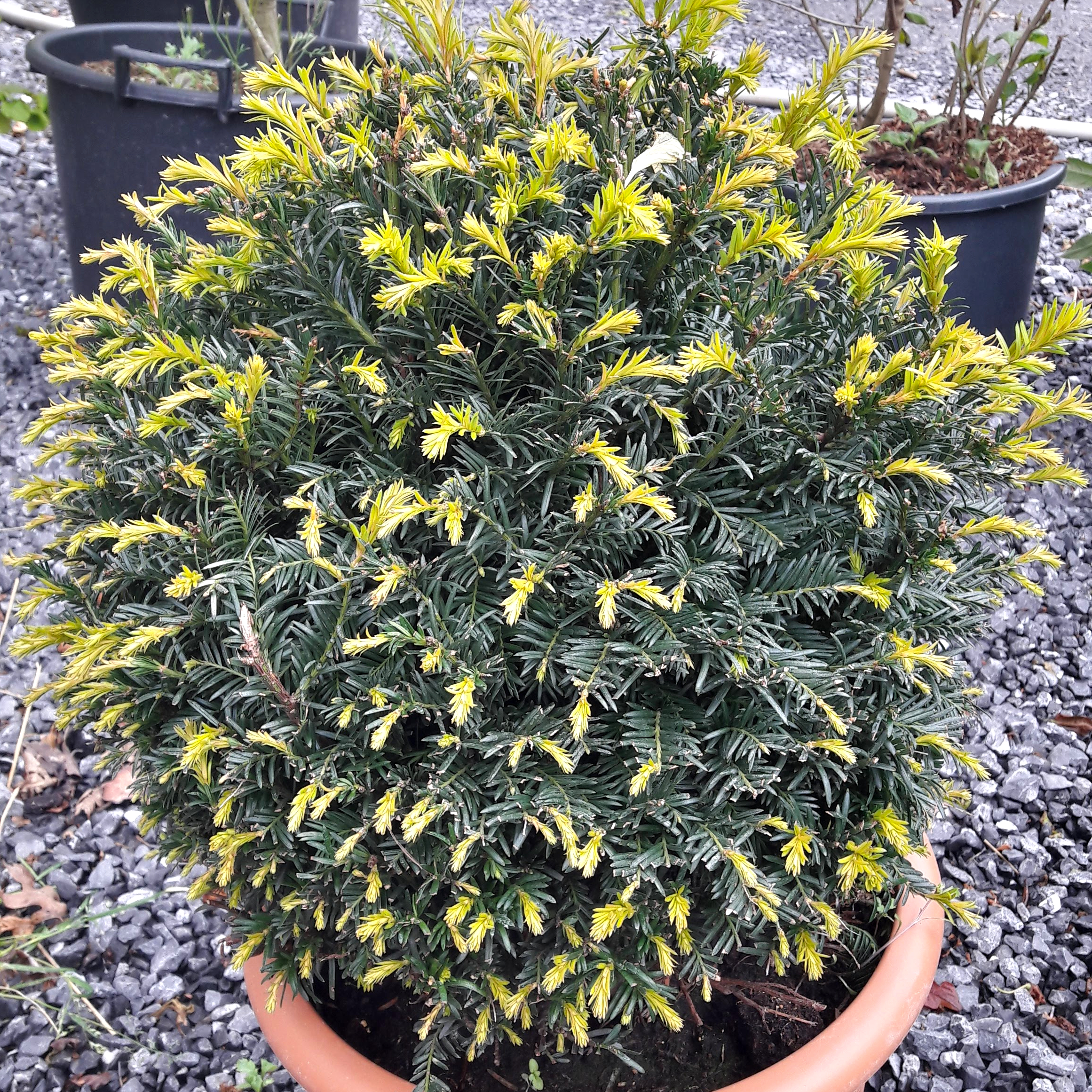 Taxus baccata