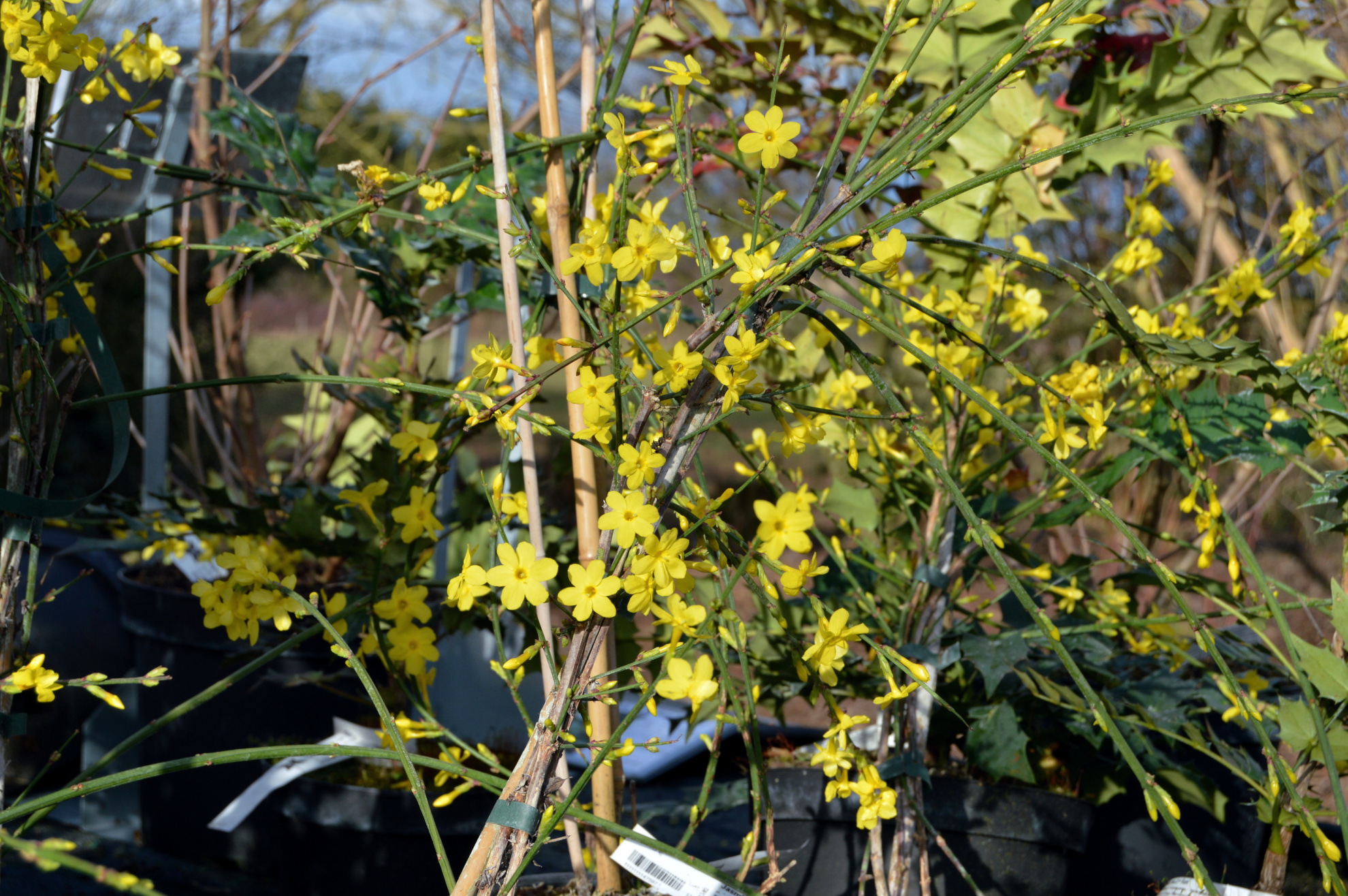 Jasminum nudiflorum