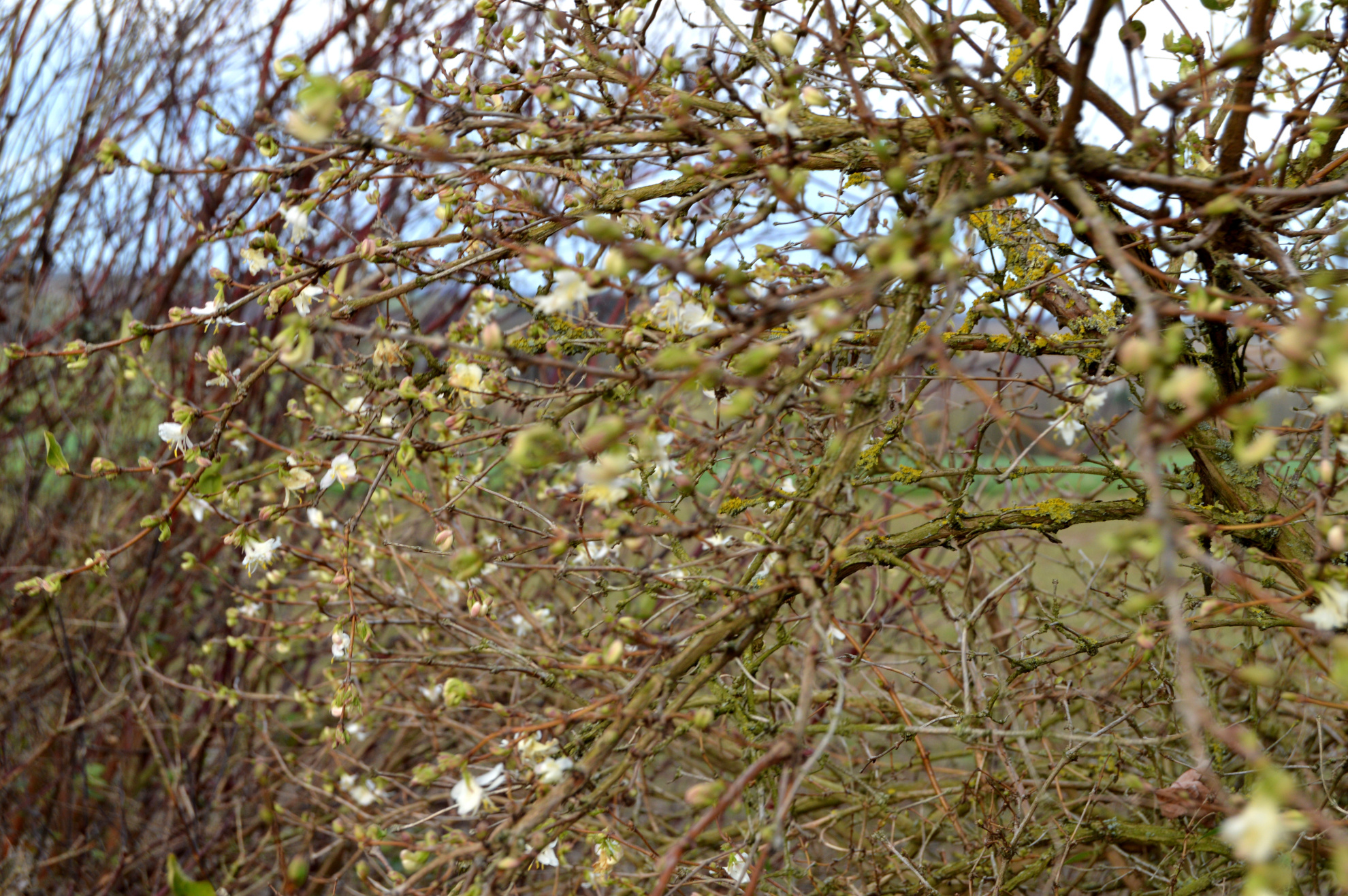 Lonicera fragrantissima