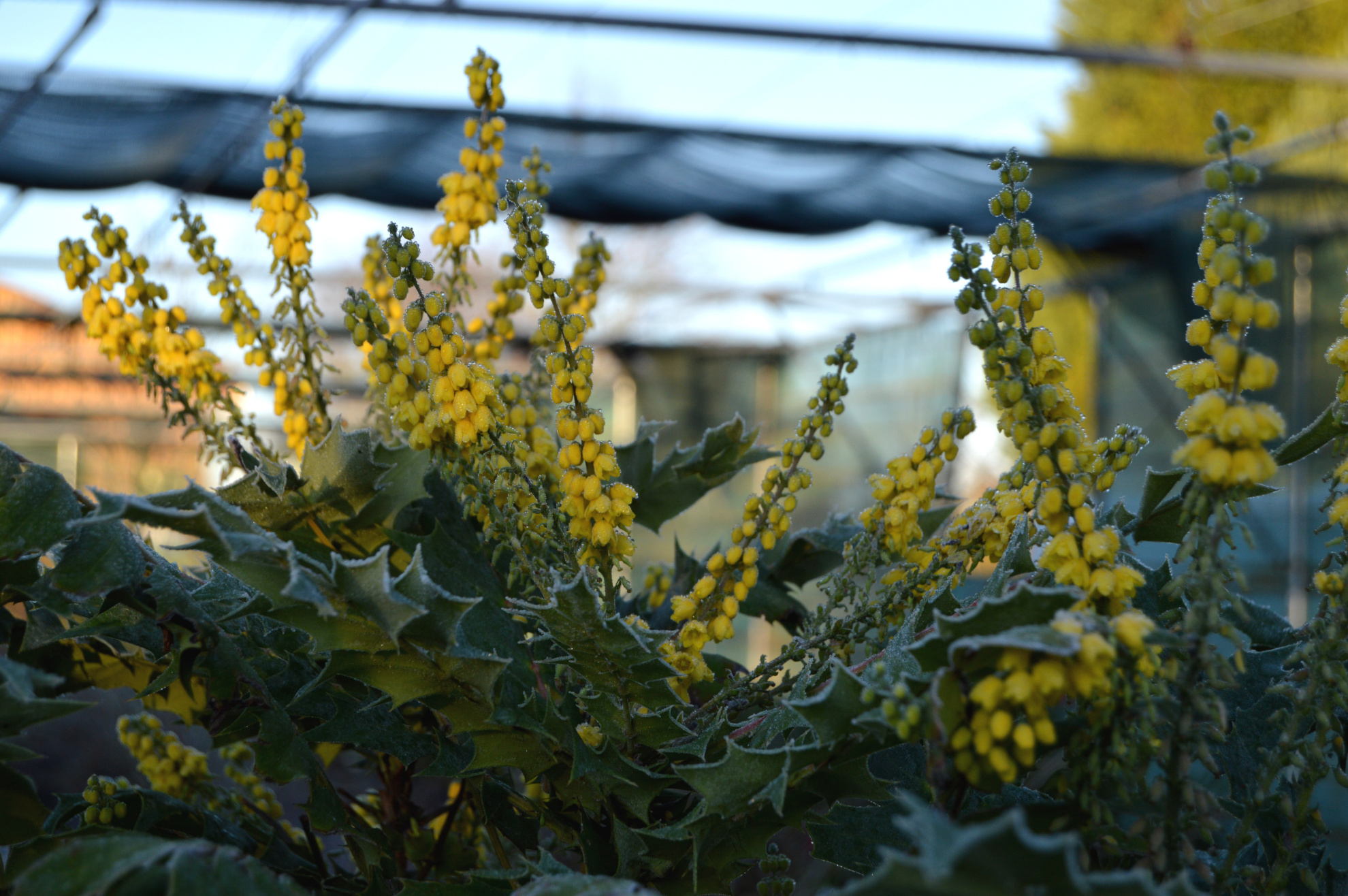 Mahonia 'Winter Sun'