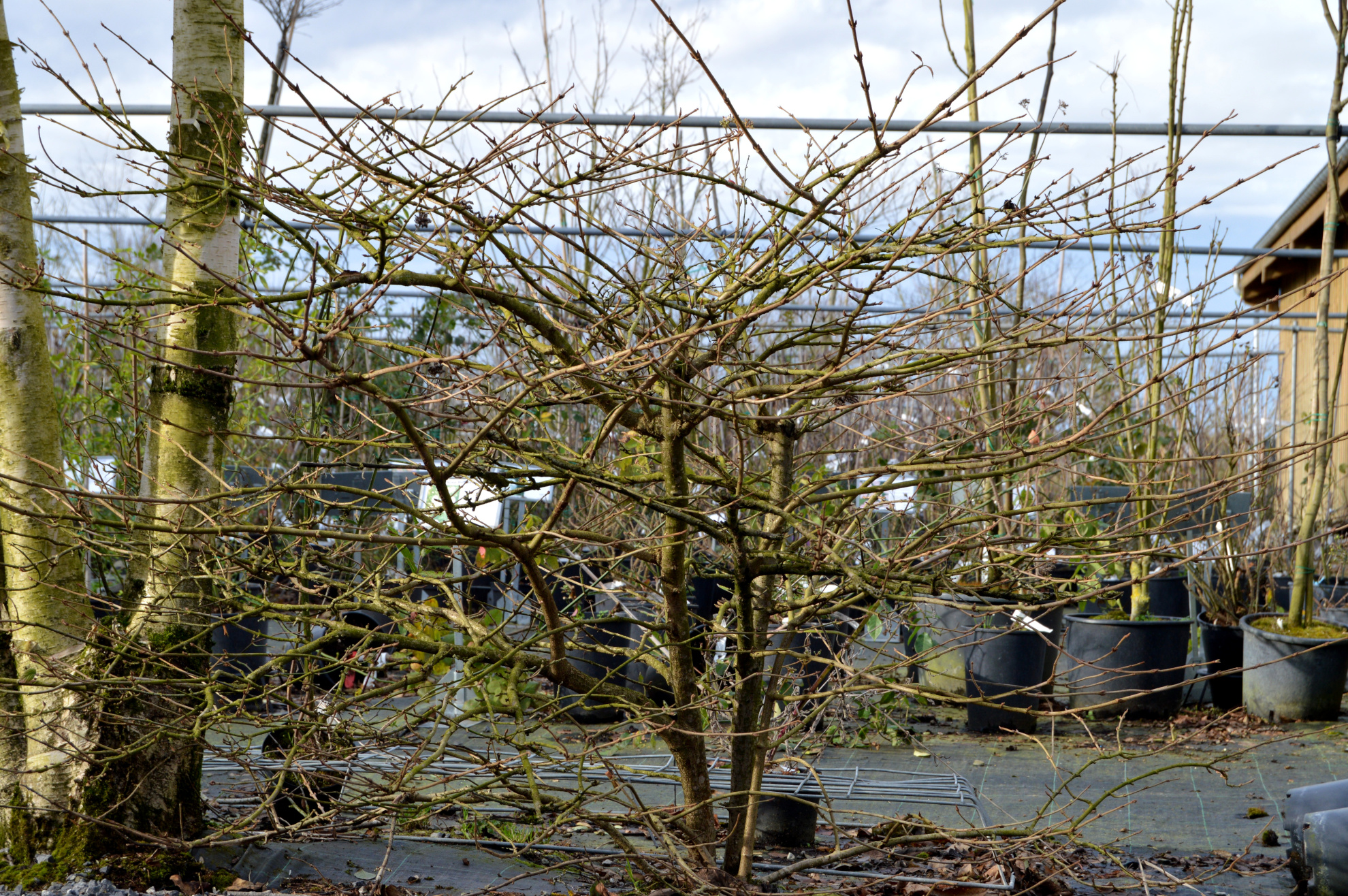 Viburnum plicatum