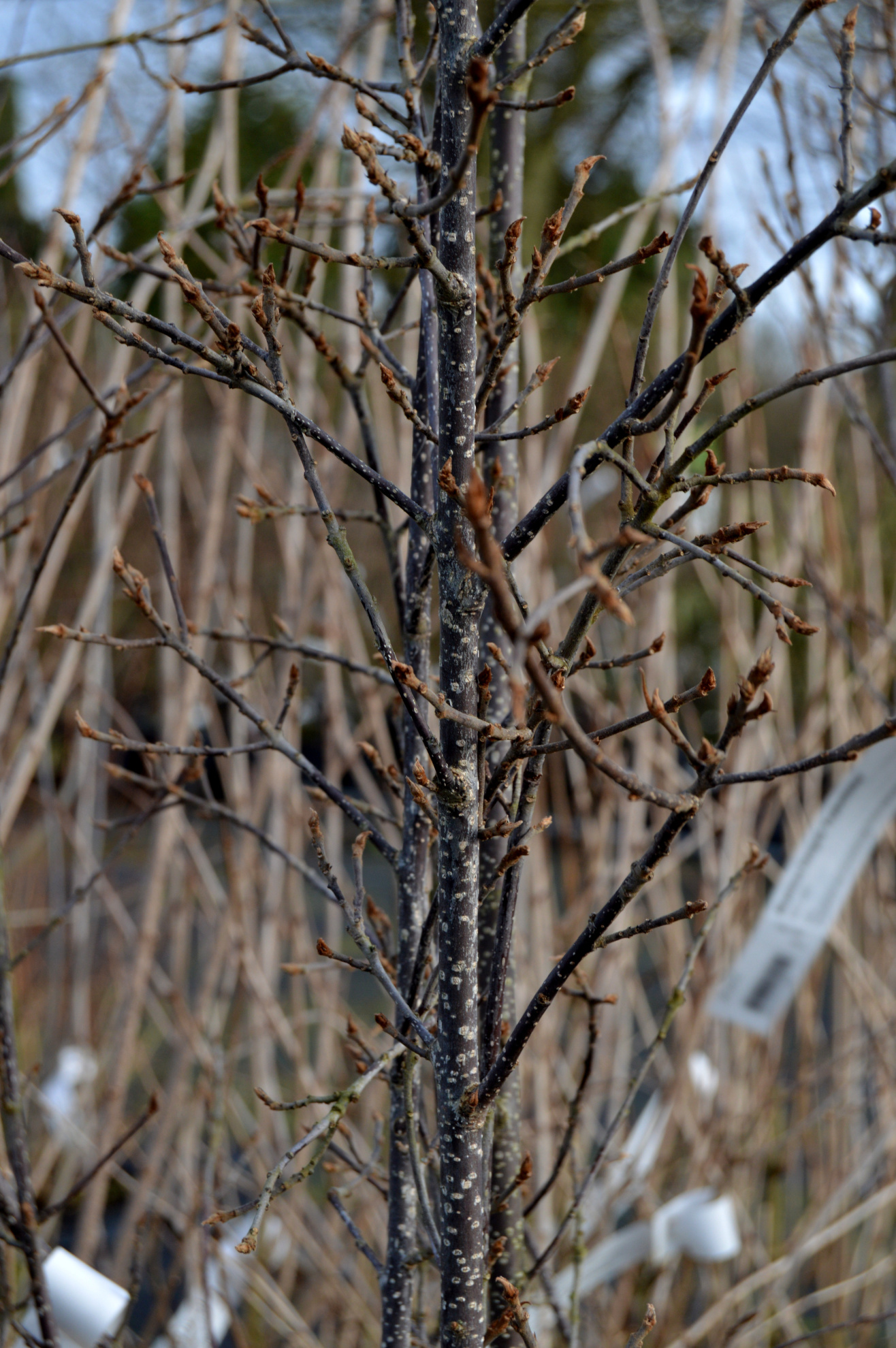 Rhamnus frangula 'Asplenifolius'