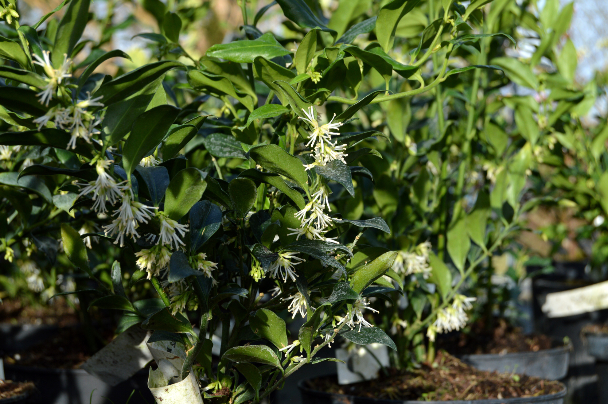 Sarcococca