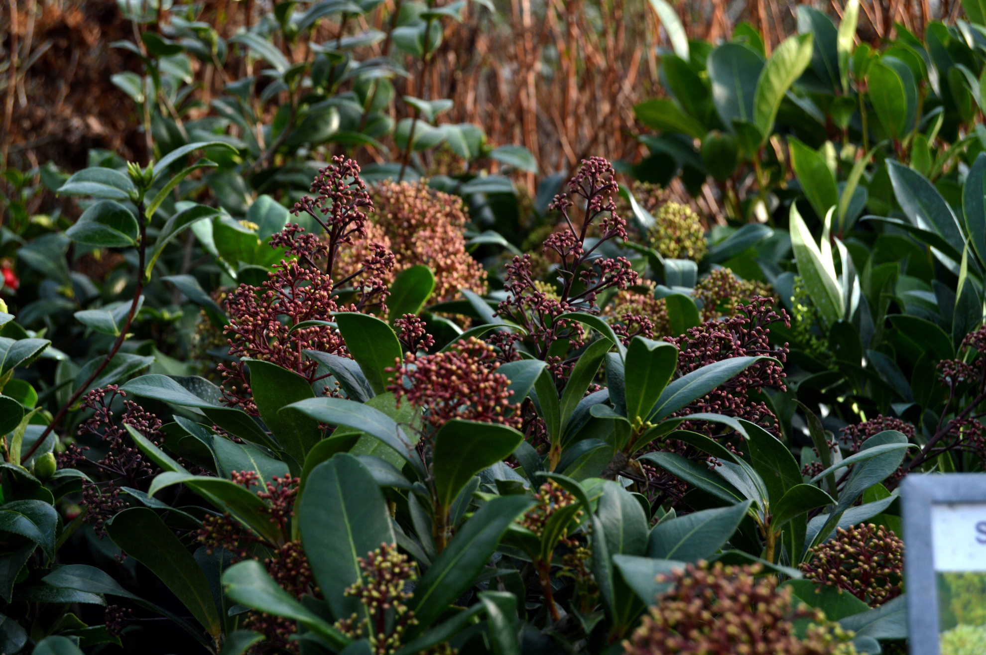 Skimmia